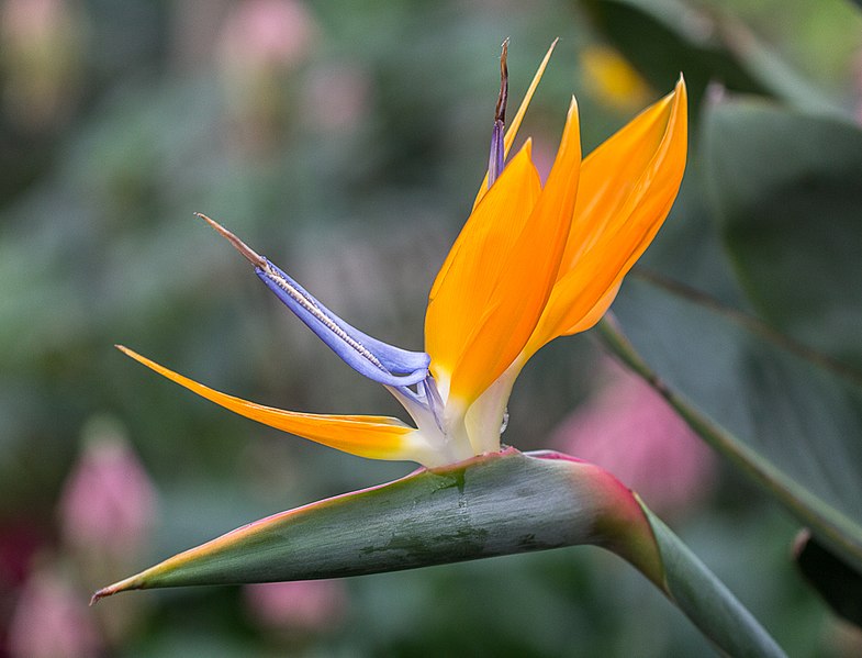 File:Bird of Paradise Flower in Greenhouse, Myddelton House, Enfield, Middlesex - geograph.org.uk - 3861276.jpg