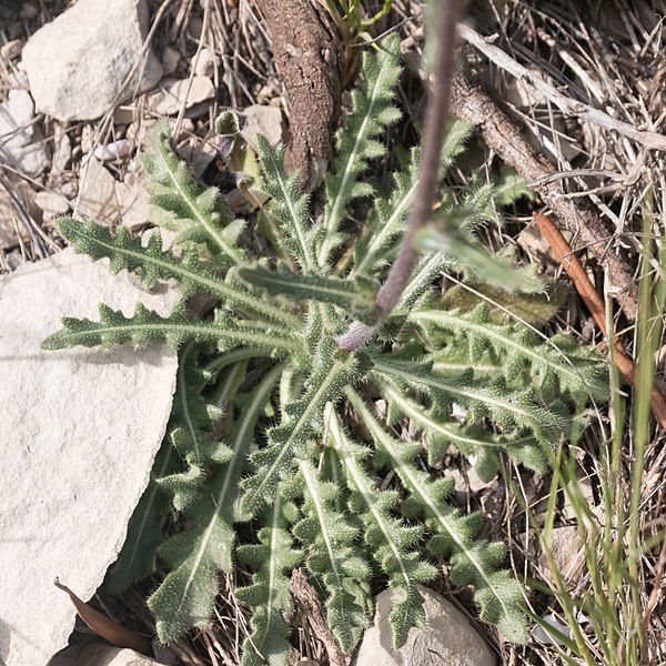 File:Biscutella mediterranea-Lunetière de Méditerranée-Feuilles-20160420.jpg