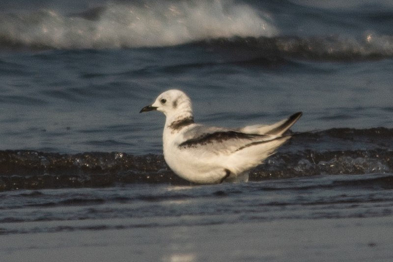 File:Black-legged Kittiwake Rissa tridactyla India by Vedant Kasambe DSC 2507 24.jpg