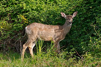 Black-tailed deer