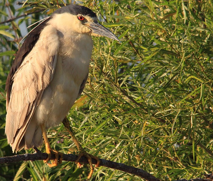 File:Black Crowned Night Heron - panoramio.jpg