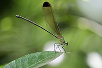 Schwarzwälder Waldruhm (Vestalis apicalis) weiblich., ചുട്ടിച്ചിറകൻ തണൽത്തുമ്പി.  (40686293970) .jpg