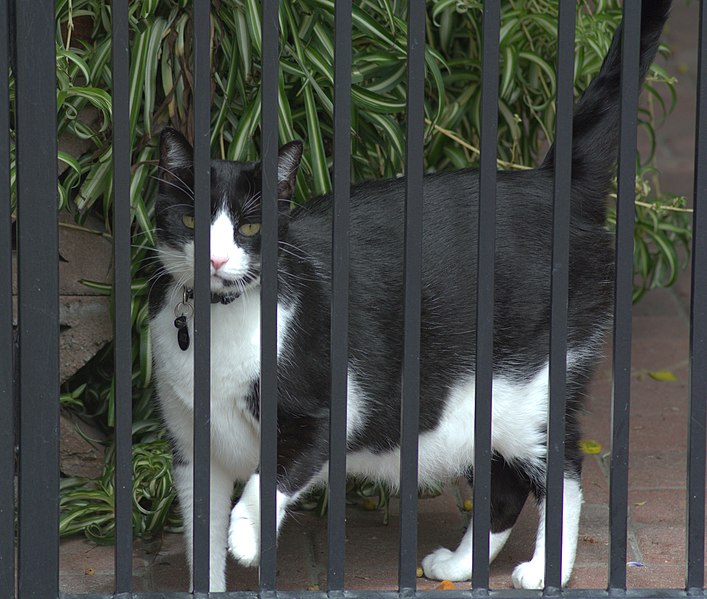 File:Black and white cat DSC0027.jpg