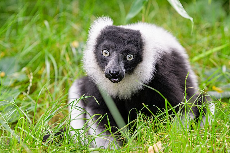 File:Black and white ruffed lemur - 51484792065.jpg