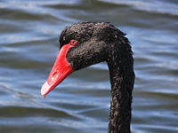 Black swan444.jpg