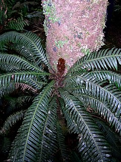 <i>Lomaridium contiguum</i> Species of fern