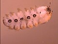 Личинка Blepharicera