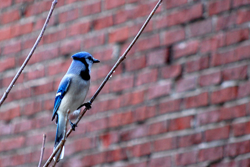 File:Blue Jay at Wye Marsh in 2007.jpg