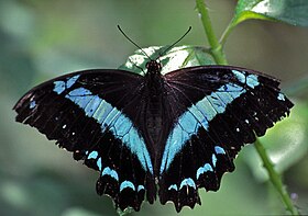 Papilionoidea