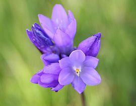 Dichelostemma capitatum