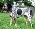 Thumbnail for Bluetick Coonhound