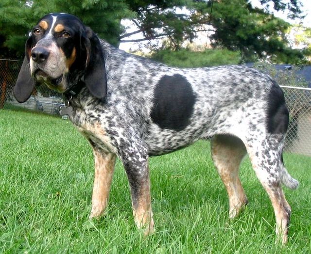 bluetick coonhounds treeing