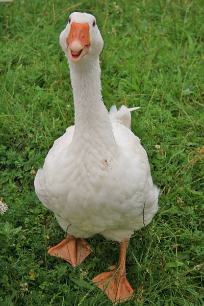 File:Bohoniki - Domesticated goose 01.jpg