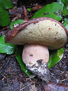 <i>Boletus regineus</i> Species of fungus