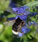 Bombus soroeensis