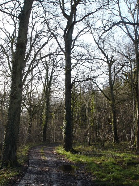 File:Bone Acre Copse - geograph.org.uk - 304654.jpg