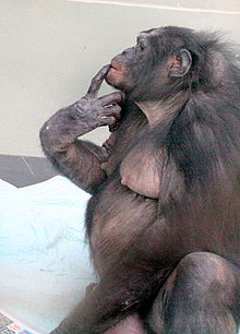 Bonobo Panbanisha 2055.jpg