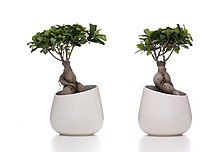 Le bonsaï : découvrez l'histoire ancienne et la signification de cet arbre  miniature