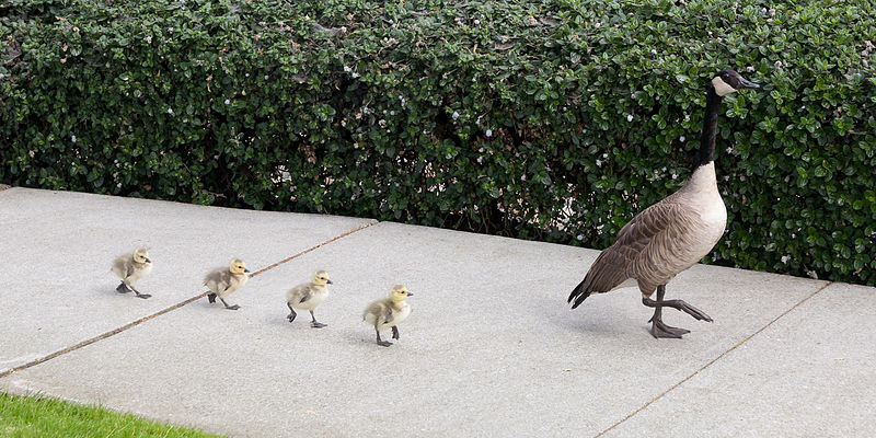 File:Branta canadensis Redwood Shores May 2011 006.jpg