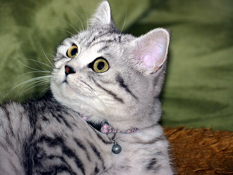 File:British Shorthair black-silver tabby mackerel 2.JPG