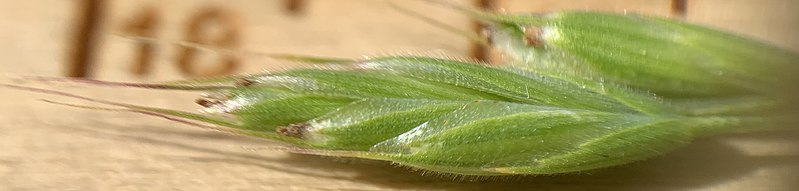 File:Bromus hordeaceus 136433565.jpg