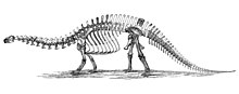 An 1896 diagram of the B. excelsus holotype skeleton by O.C. Marsh. The head is based on material now assigned to Brachiosaurus sp. Brontosaurus skeleton 1880s.jpg