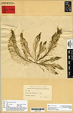 Thumbnail for Bryopsidaceae