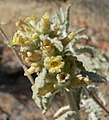 Buddleja utahensis