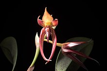 Bulbophyllum basisetum (Philippines) J.J.Sm., Repert. Spec. Nov. Regni Veg. 26- 347 (1929) (33805049070).jpg