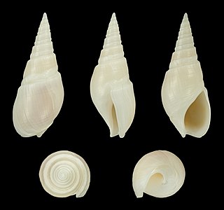 <i>Bullia mauritiana</i> Species of gastropod