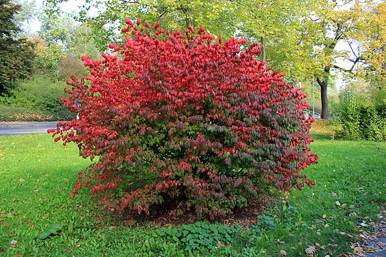 Im Herbst 2014. Schlossteichpark in Chemnitz. Sachsen.