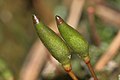 Buxbaumia viridis