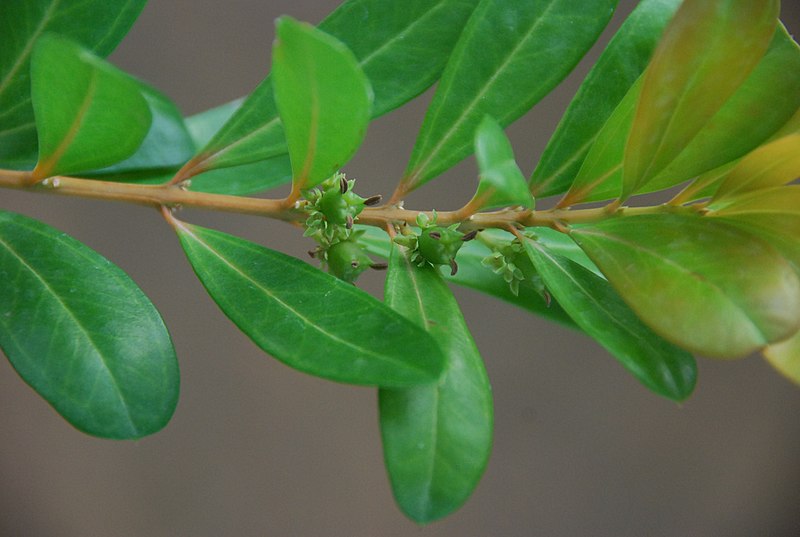 File:Buxus vahlii.jpg