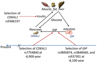 <span class="mw-page-title-main">CDKAL1</span> Protein-coding gene in the species Homo sapiens