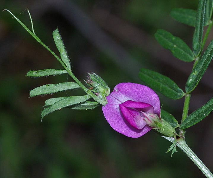 File:COMMON VETCH (vicia sativa) (4-5-07) slo co, ca (535209122).jpg