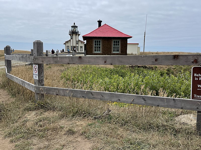 File:California ground squirrel at Point Cabrillo Light Station State Historic Park - August 2022 - Sarah Stierch 02.jpg