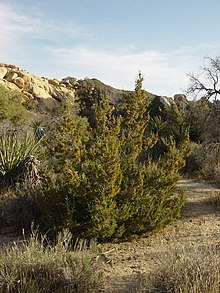 California juniper.jpg
