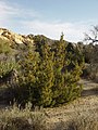 California juniper in the Joshua Tree National Park, California