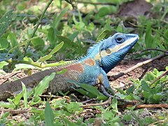 The blue crested lizard is a diurnal lizard that can be found all across Esonice both in forests and green urban areas such as parks