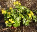 Miniatura para Jardín de Plantas Medicinales de la Universidad de Ciencias de la Salud de Hokkaido