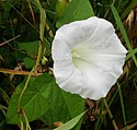 Calystegia sepium (Convolvulaceae) Greater Bindweed