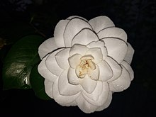 Camellia Japonica in Hamburg - Blüte