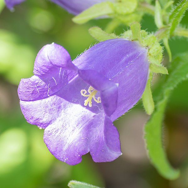 File:Campanula medium in Jardin des 5 sens.jpg