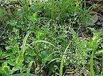 Miniatura para Campanula robinsiae