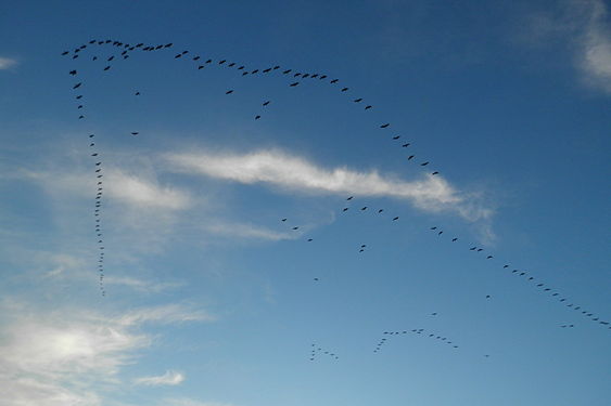 Canada Geese (Branta canadensis) in Flight