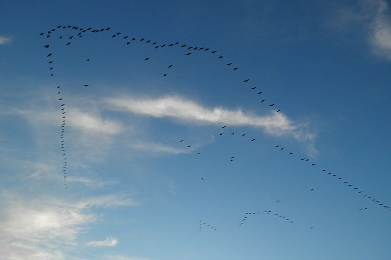 File:Canada Geese (Branta canadensis) in Flight - Saskatoon 01.jpg