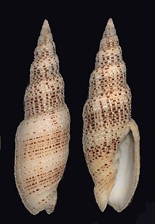 <i>Domiporta gloriola</i> Species of gastropod