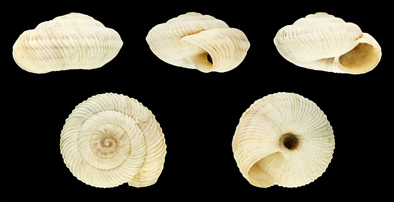 File:Candidula rugosiuscula 01.JPG