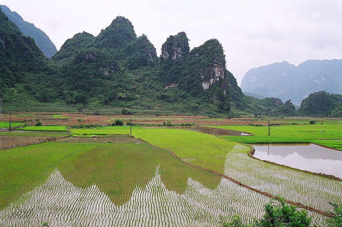 Thông Tin Chi Tiết Về Nho Móng Tay Trồng Ở Việt Nam