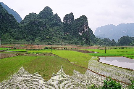 Ruộng lúa tại Cao Bằng